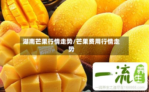 湖南芒果行情走势/芒果费用行情走势