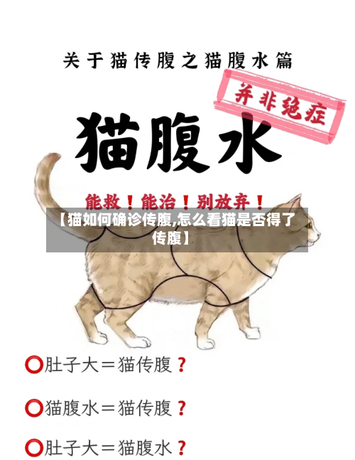 【猫如何确诊传腹,怎么看猫是否得了传腹】