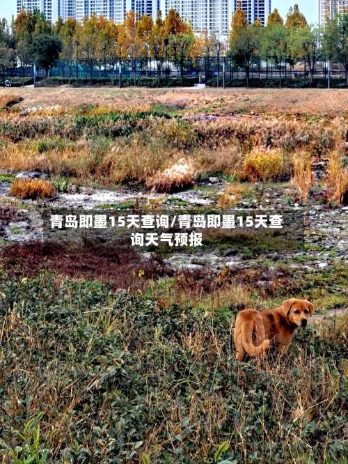 青岛即墨15天查询/青岛即墨15天查询天气预报