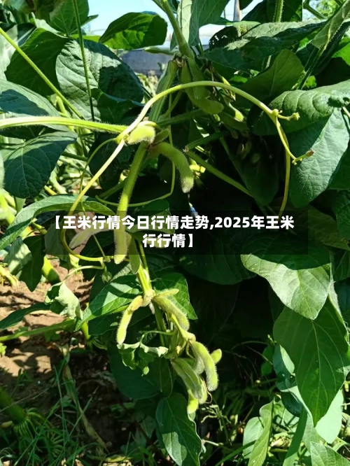 【王米行情今日行情走势,2025年王米行行情】