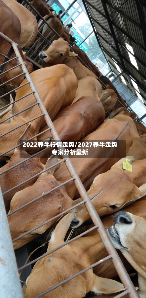 2022养牛行情走势/2027养牛走势专家分析最新
