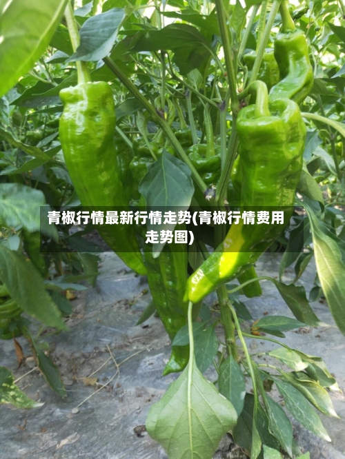 青椒行情最新行情走势(青椒行情费用走势图)