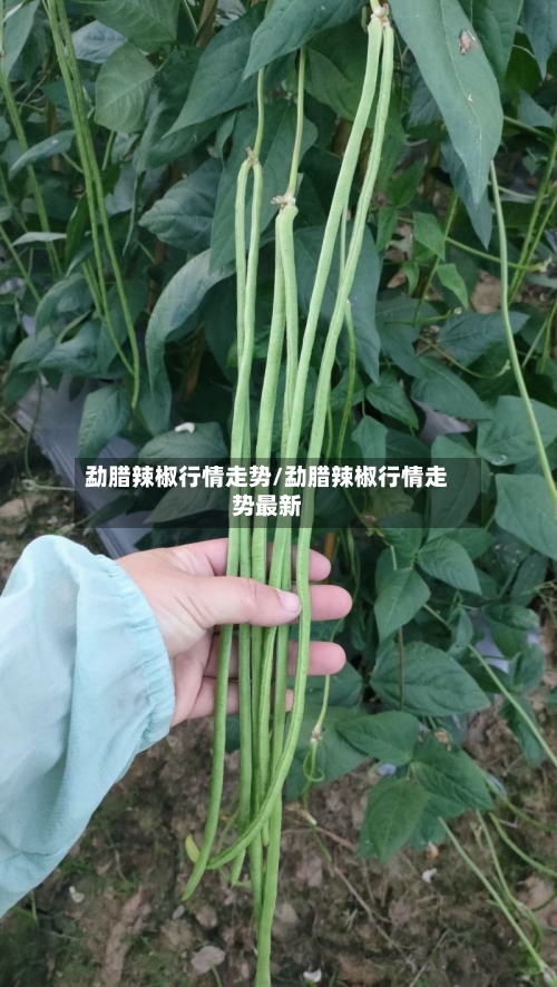 勐腊辣椒行情走势/勐腊辣椒行情走势最新