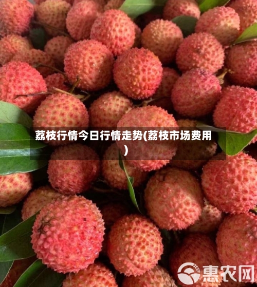 荔枝行情今日行情走势(荔枝市场费用)