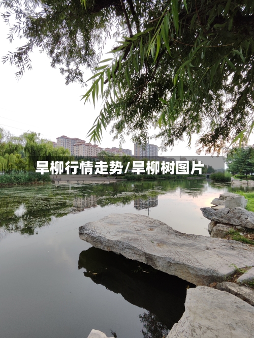 旱柳行情走势/旱柳树图片