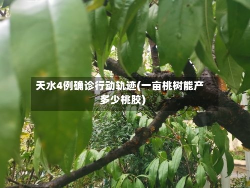 天水4例确诊行动轨迹(一亩桃树能产多少桃胶)