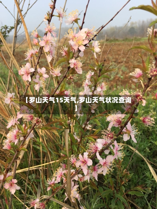 【罗山天气15天气,罗山天气状况查询】