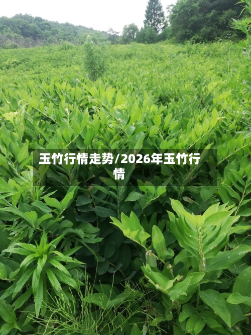 玉竹行情走势/2026年玉竹行情