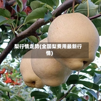 梨行情走势(全国梨费用最新行情)