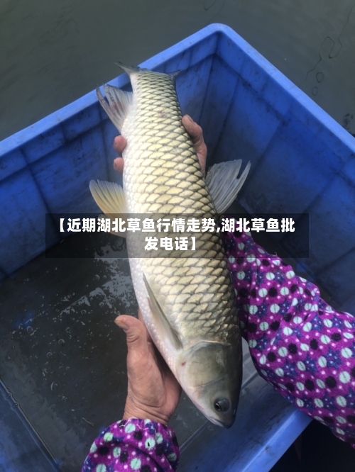 【近期湖北草鱼行情走势,湖北草鱼批发电话】