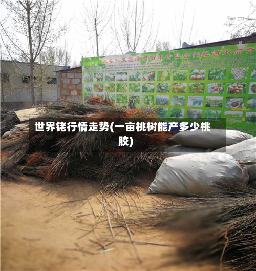 世界铑行情走势(一亩桃树能产多少桃胶)