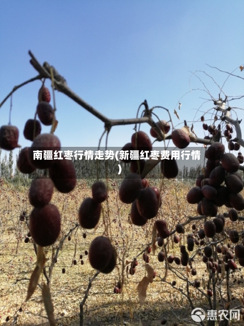 南疆红枣行情走势(新疆红枣费用行情)
