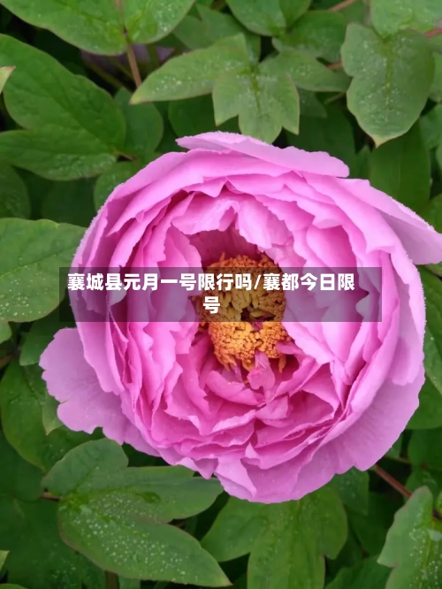 襄城县元月一号限行吗/襄都今日限号