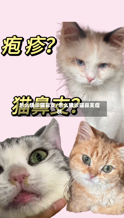 怎么确诊猫鼻支/怎么确诊猫鼻支症状
