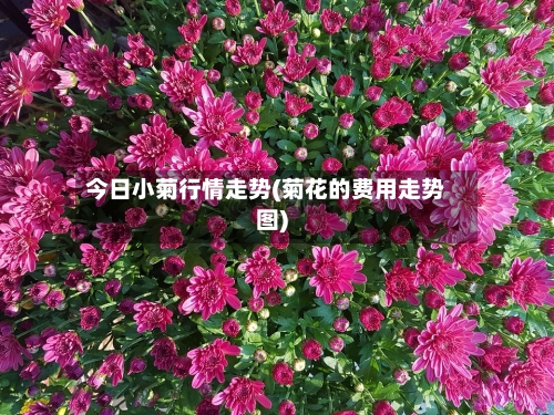 今日小菊行情走势(菊花的费用走势图)