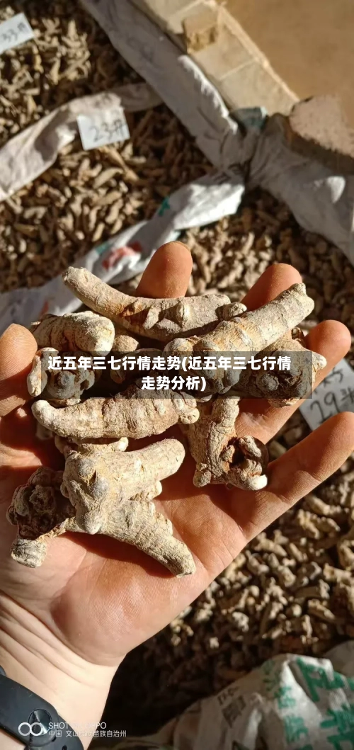 近五年三七行情走势(近五年三七行情走势分析)