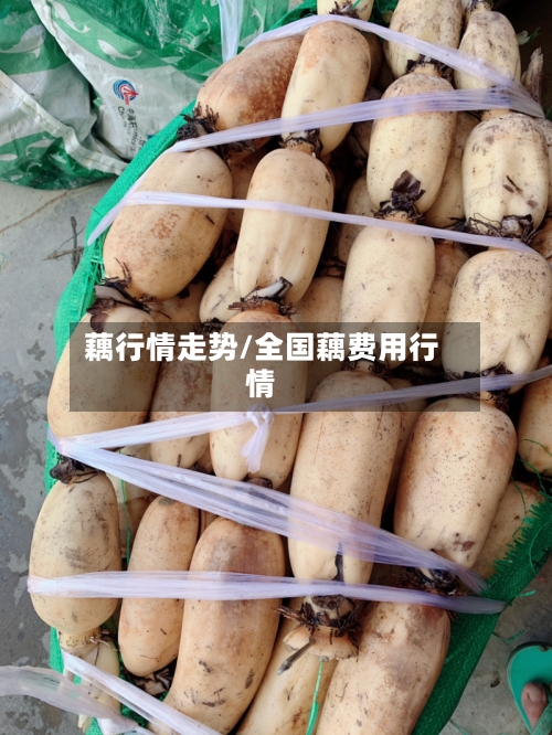 藕行情走势/全国藕费用行情