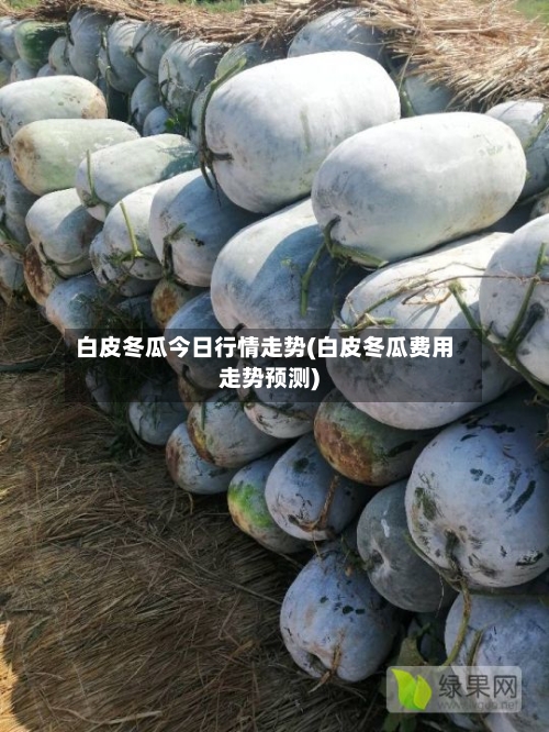 白皮冬瓜今日行情走势(白皮冬瓜费用走势预测)