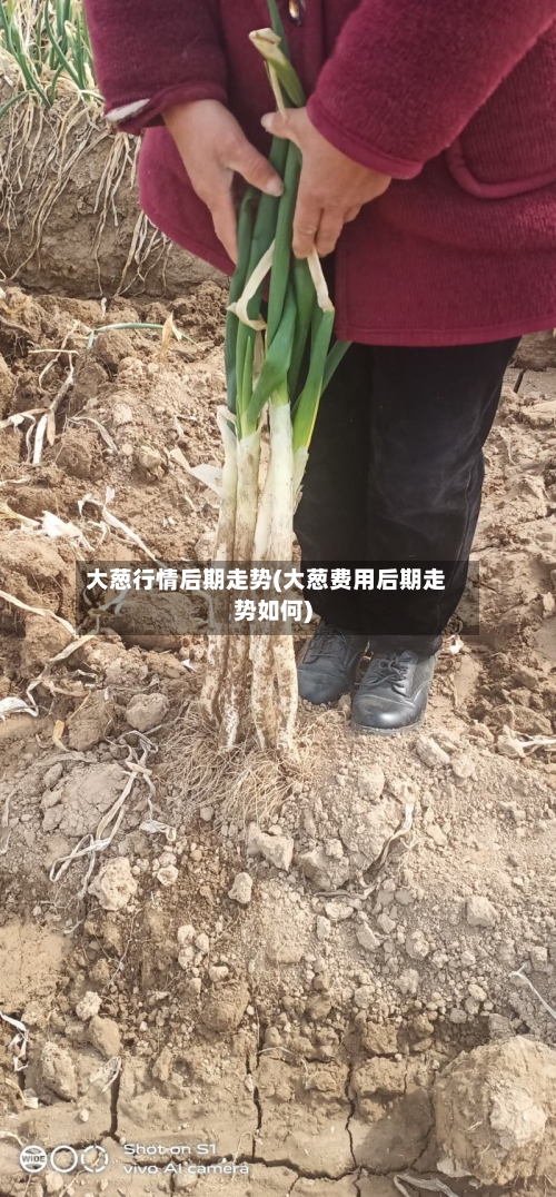 大葱行情后期走势(大葱费用后期走势如何)