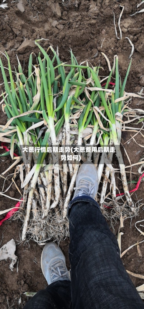 大葱行情后期走势(大葱费用后期走势如何)