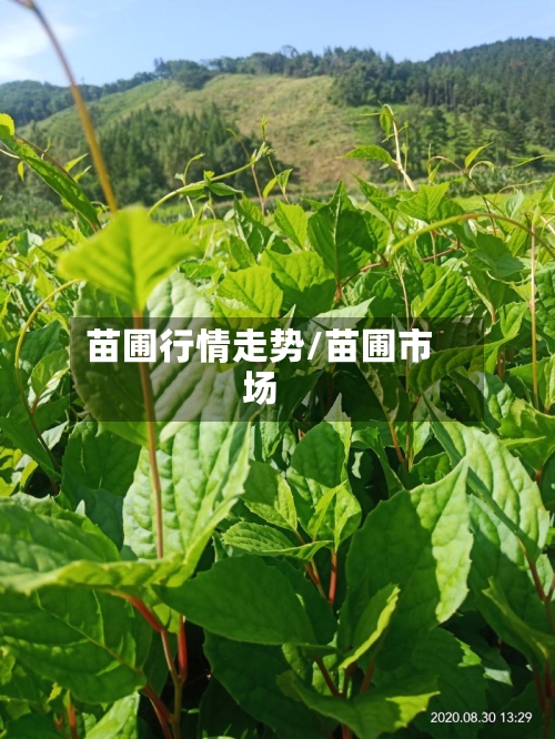 苗圃行情走势/苗圃市场