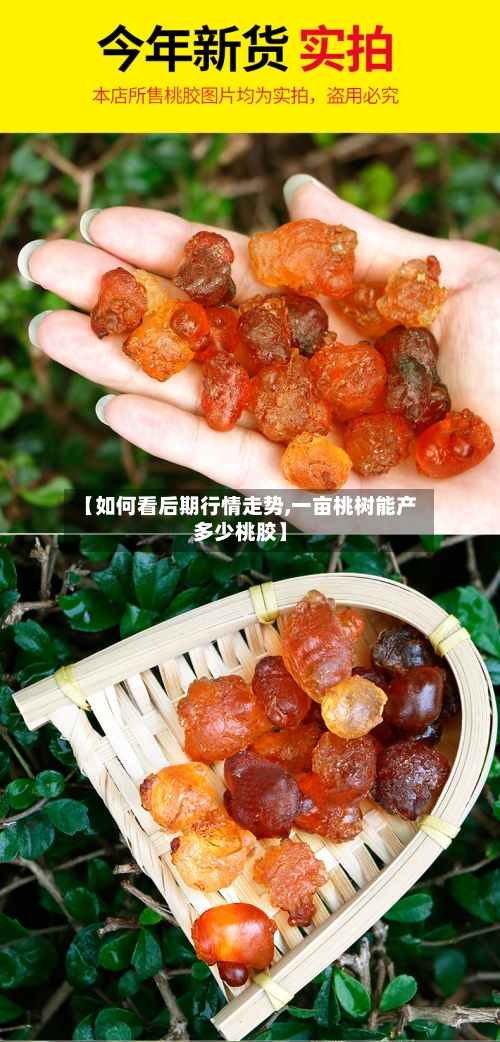 【如何看后期行情走势,一亩桃树能产多少桃胶】