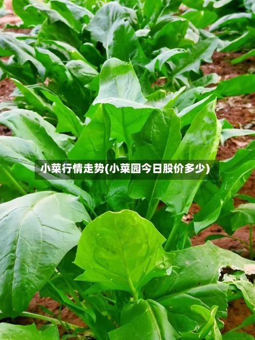 小菜行情走势(小菜园今日股价多少)