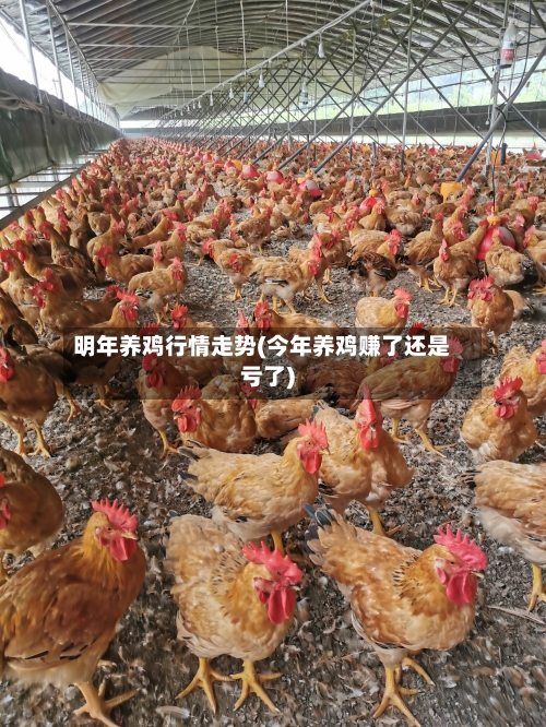明年养鸡行情走势(今年养鸡赚了还是亏了)