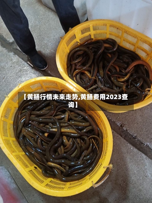 【黄鳝行情未来走势,黄鳝费用2023查询】