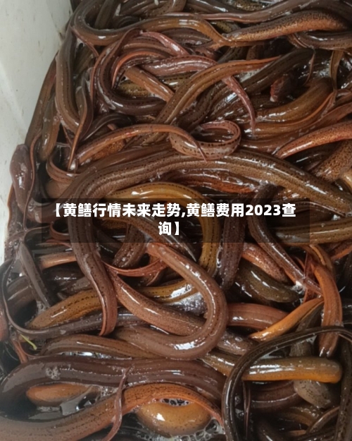 【黄鳝行情未来走势,黄鳝费用2023查询】
