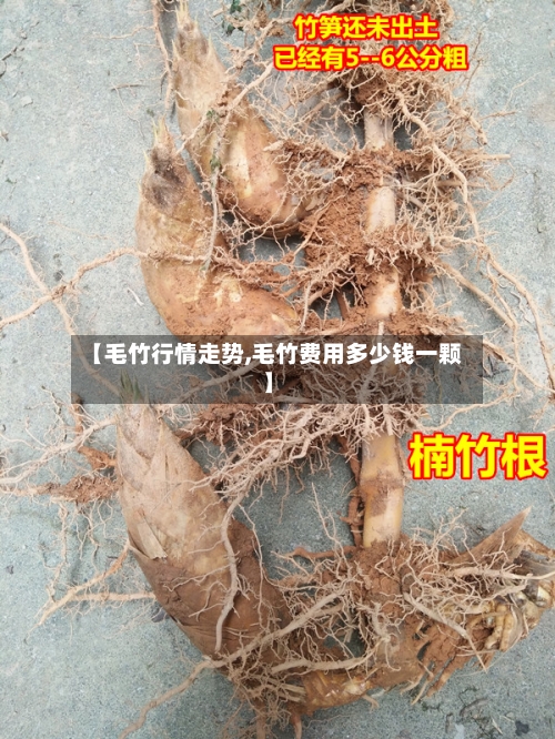 【毛竹行情走势,毛竹费用多少钱一颗】
