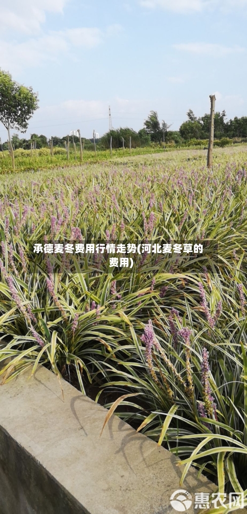 承德麦冬费用行情走势(河北麦冬草的费用)