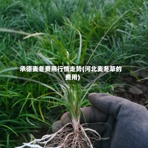 承德麦冬费用行情走势(河北麦冬草的费用)