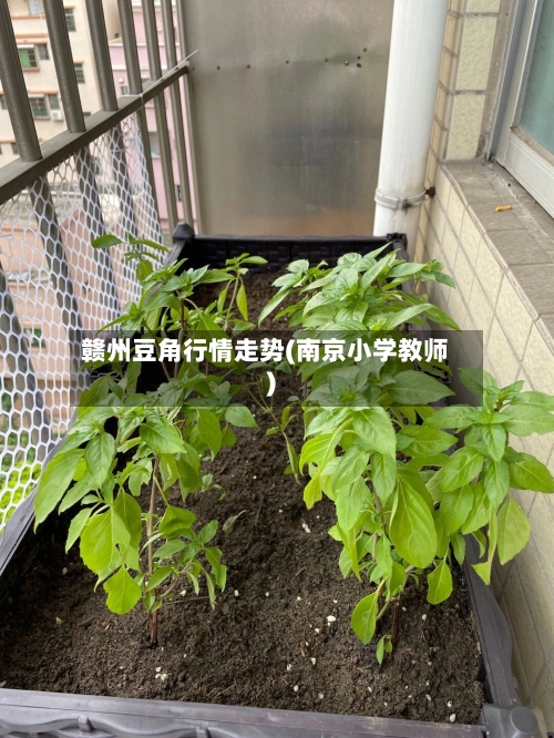 赣州豆角行情走势(南京小学教师)