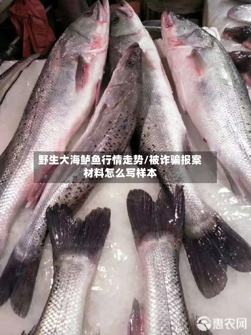 野生大海鲈鱼行情走势/被诈骗报案材料怎么写样本