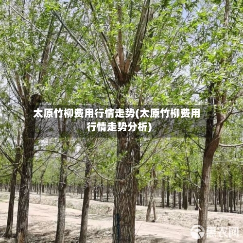 太原竹柳费用行情走势(太原竹柳费用行情走势分析)