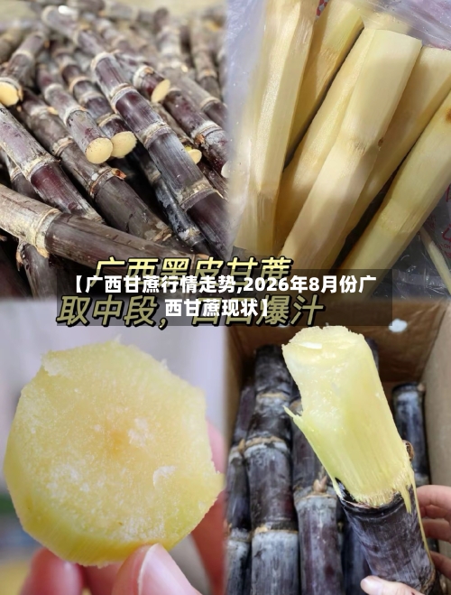 【广西甘蔗行情走势,2026年8月份广西甘蔗现状】