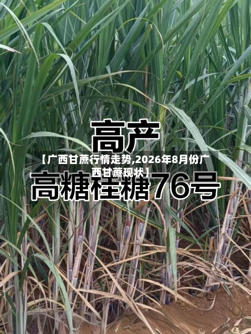 【广西甘蔗行情走势,2026年8月份广西甘蔗现状】