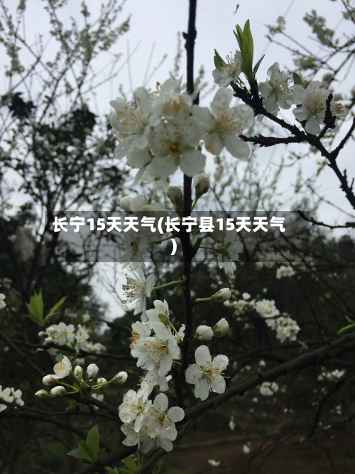 长宁15天天气(长宁县15天天气)