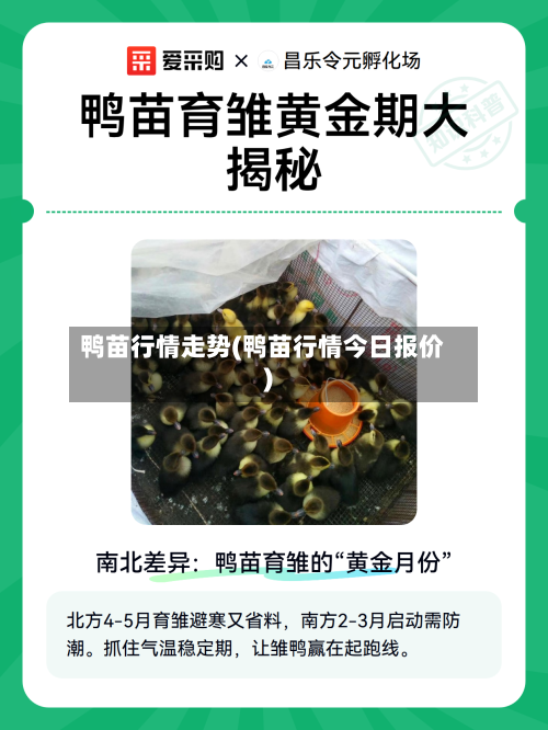 鸭苗行情走势(鸭苗行情今日报价)