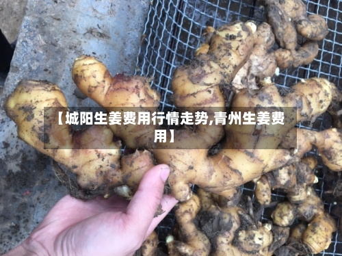【城阳生姜费用行情走势,青州生姜费用】