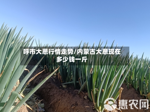 呼市大葱行情走势/内蒙古大葱现在多少钱一斤