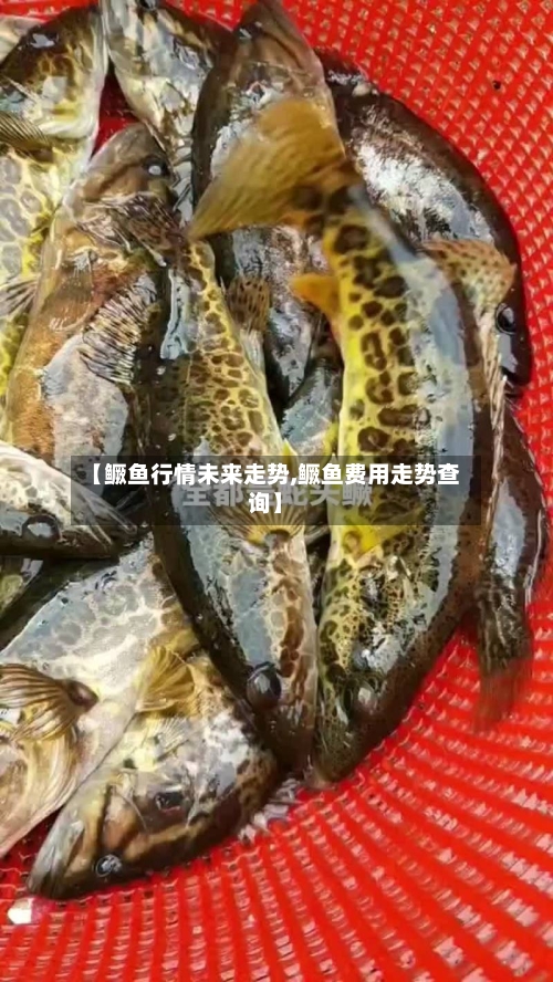 【鳜鱼行情未来走势,鳜鱼费用走势查询】