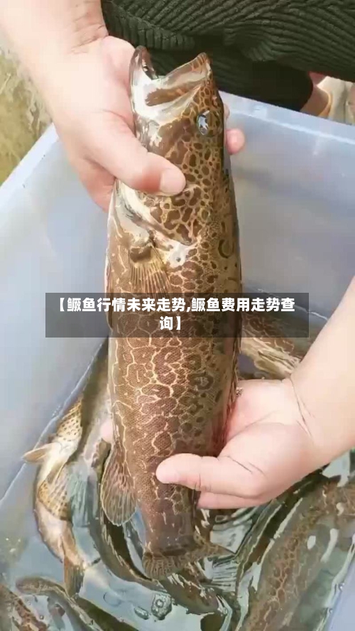 【鳜鱼行情未来走势,鳜鱼费用走势查询】
