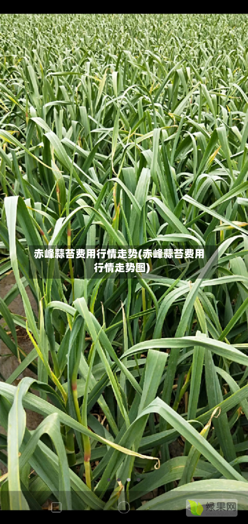 赤峰蒜苔费用行情走势(赤峰蒜苔费用行情走势图)