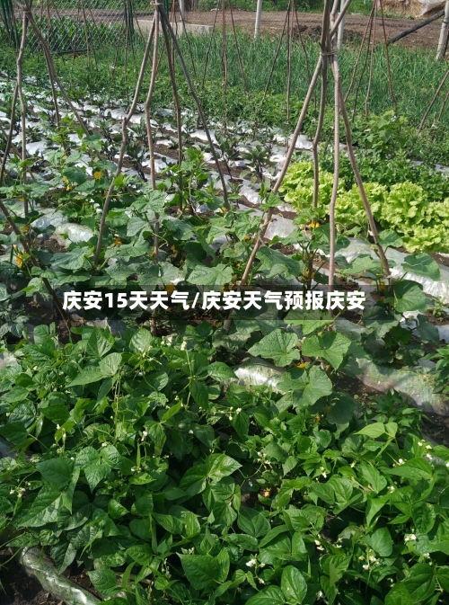 庆安15天天气/庆安天气预报庆安