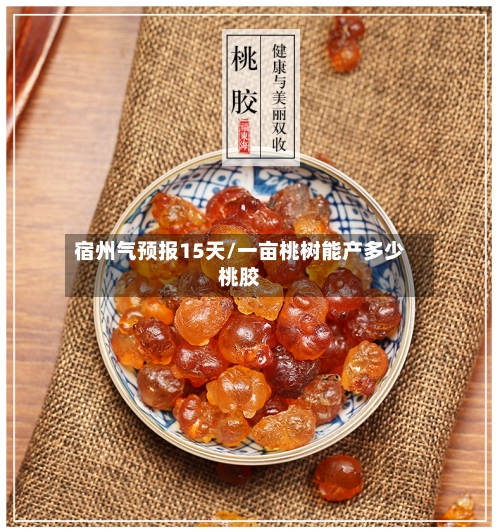宿州气预报15天/一亩桃树能产多少桃胶