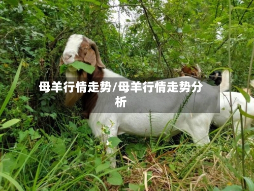 母羊行情走势/母羊行情走势分析
