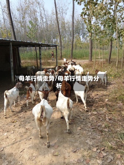 母羊行情走势/母羊行情走势分析
