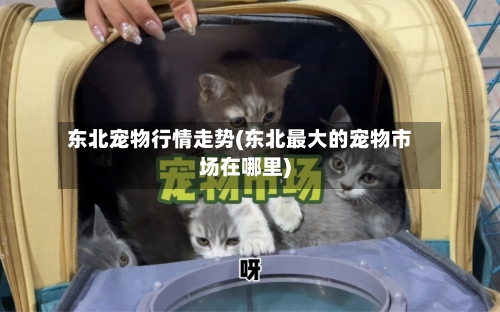 东北宠物行情走势(东北最大的宠物市场在哪里)